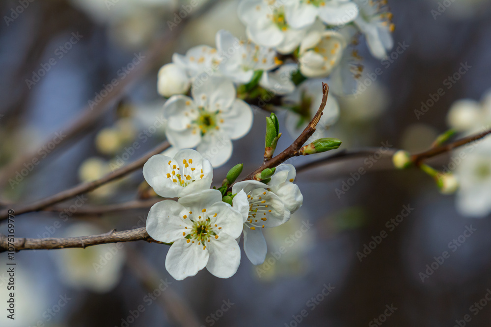 Obraz premium White plum blossom, beautiful white flowers of prunus tree in city garden, detailed macro close up plum branch. White plum flowers in bloom on branch, sweet smell with honey hints
