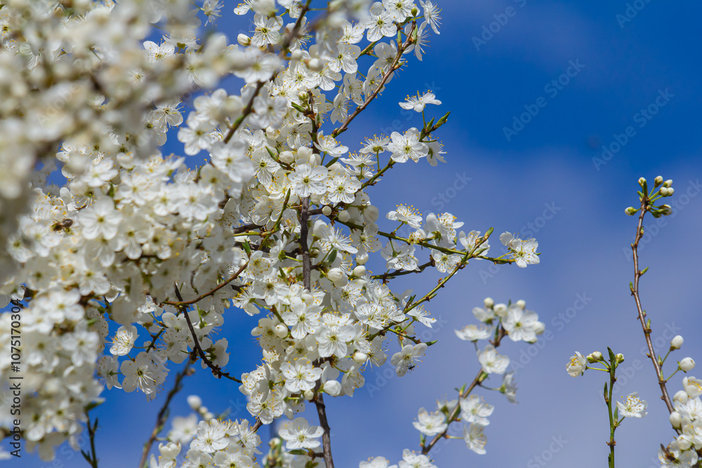 Prunus Cerasifera Blooming white plum tree. White flowers of Prunus Cerasifera Prunus Cerasifera Blooming white plum tree. White flowers of Prunus Cerasifera