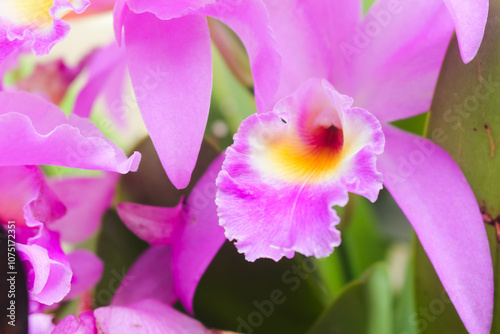 Cattleya Mantini Orchid 5
A pink Cattleya Mantini Orchid photo