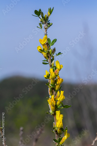 Chamaecytisus ruthenicus blooms in the wild in spring photo