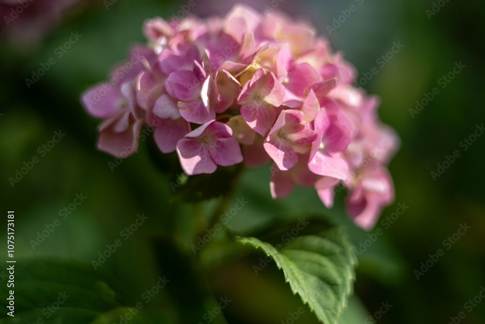 Pink hydrangea in the summer garden Pink hydrangea in the summer garden