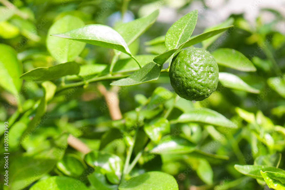 Lime 2
Lime trees that grow well Lime 2
Lime trees that grow well