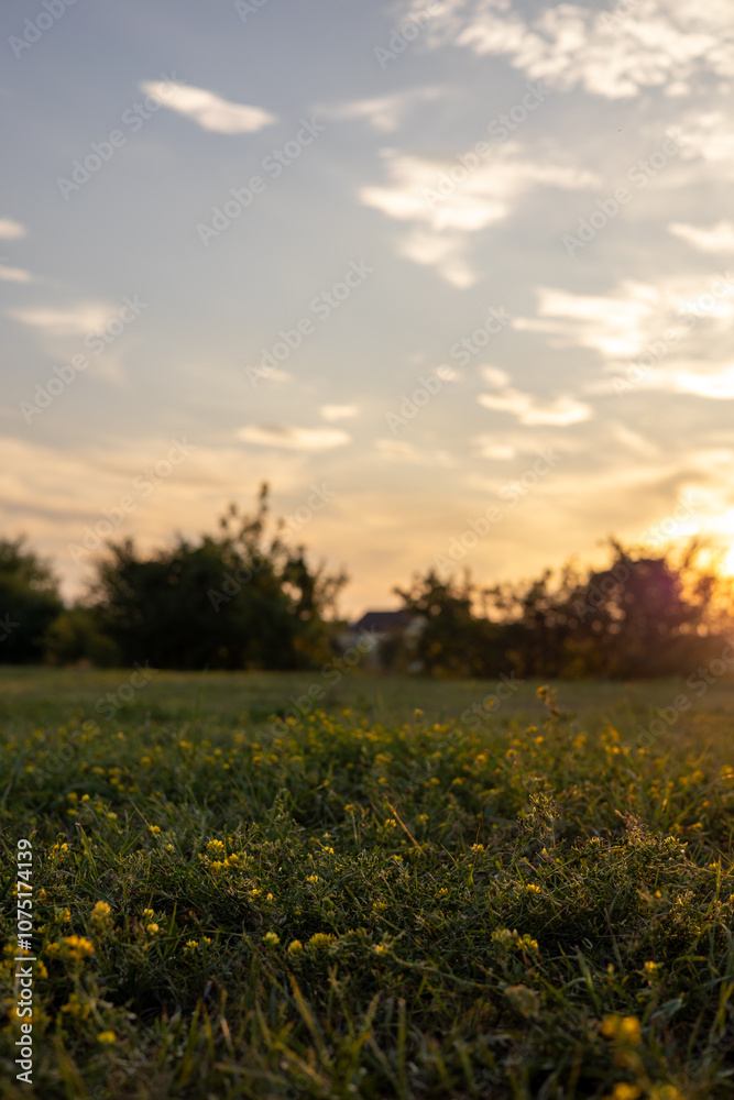 Obraz premium Summer sunset in the countryside