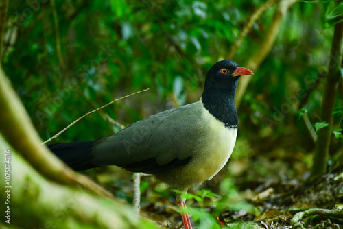 coral-billed ground-cuckoo birdwatching in the forest. photo