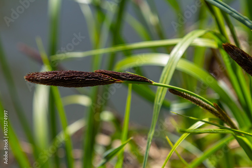 Carex acuta - found growing on the margins of rivers and lakes in the Palaearctic terrestrial ecoregions in beds of wet, alkaline or slightly acid depressions with mineral soil