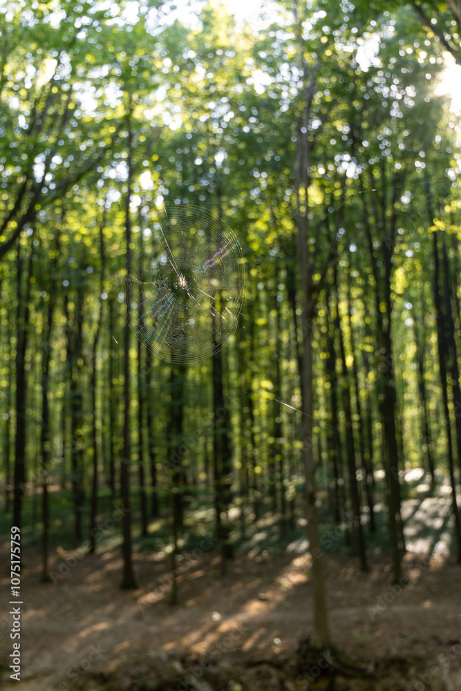 Obraz premium Spider web in summer forest