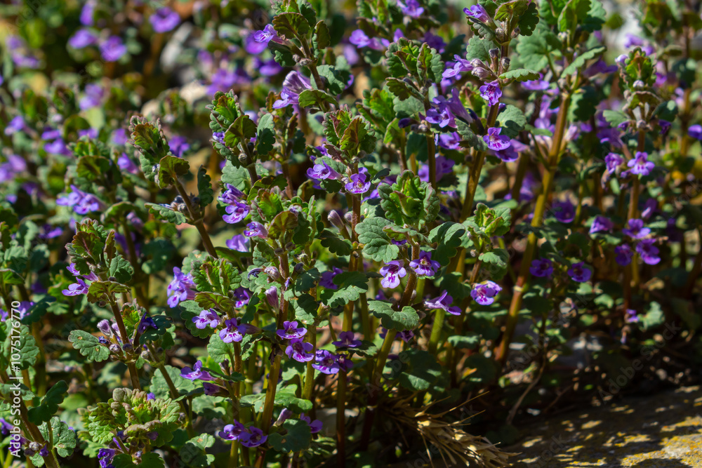 Beautiful Natural Herbal Blue Flowers Glechoma Hederacea Growing On Meadow In Springtime Beautiful Natural Herbal Blue Flowers Glechoma Hederacea Growing On Meadow In Springtime