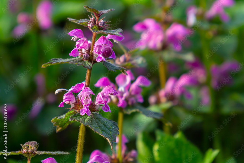 Pink flowers of spotted dead-nettle Lamium maculatum. Medicinal plants in the garden