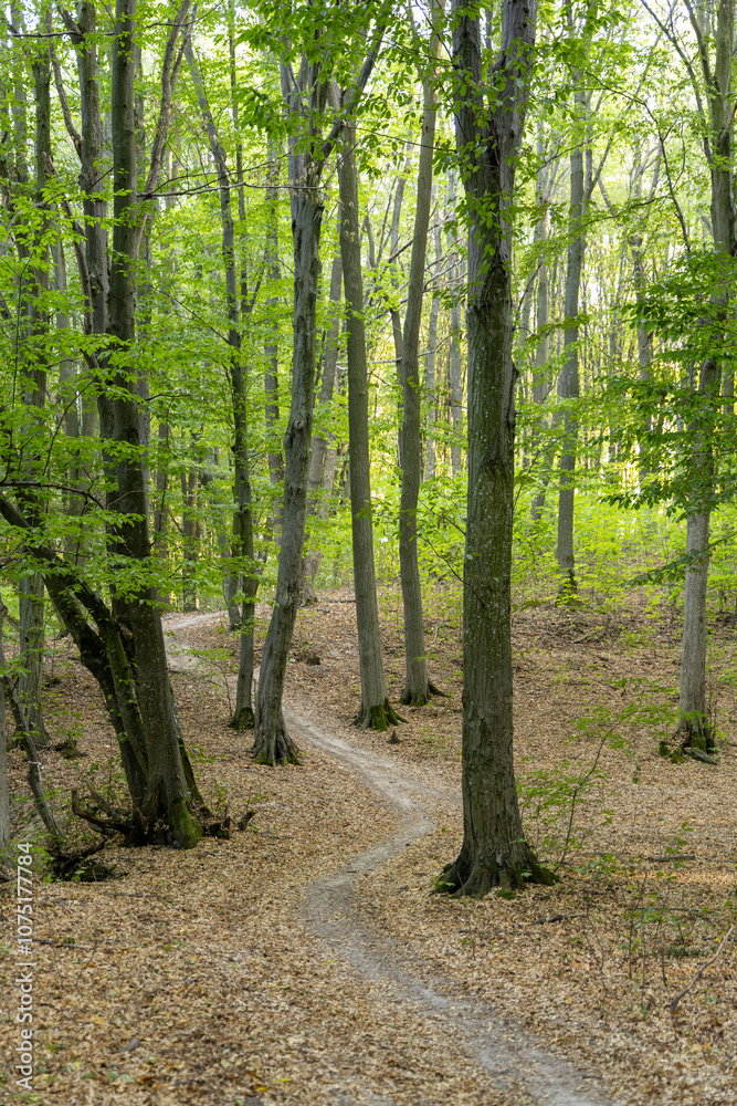 Dirt road in the summer forest Dirt road in the summer forest
