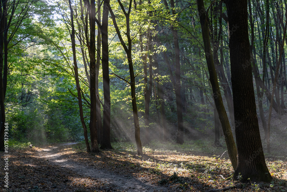 Rays of the sun in the summer forest Rays of the sun in the summer forest
