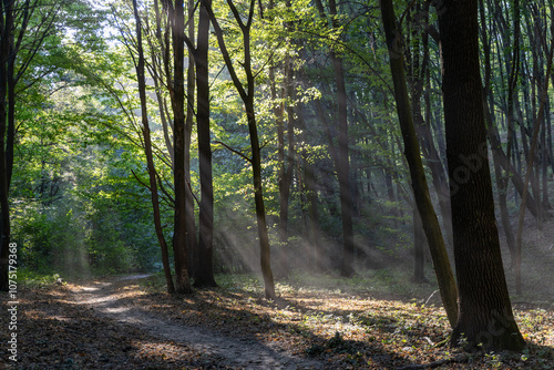 Rays of the sun in the summer forest