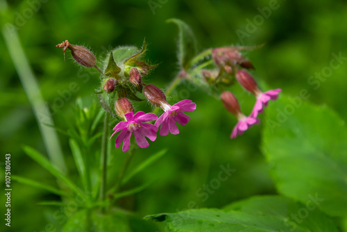 Silene dioica Melandrium rubrum, known as red campion and red catchfly, is a herbaceous flowering plant in the family Caryophyllaceae. Red campion photo