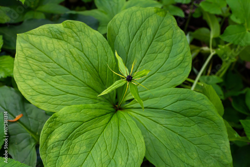 Paris quadrifolia in bloom. It is commonly known as herb Paris or true lover's knot photo