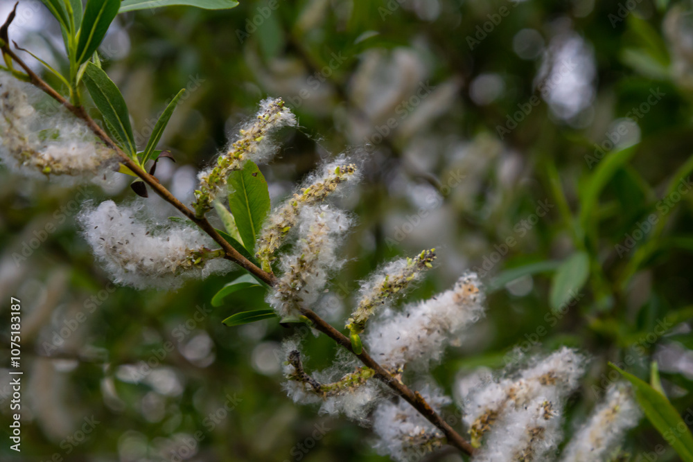 Salix atrocinerea. Close-up of a jack salce branch with the mature female catkins, seeds, and leaves Salix atrocinerea. Close-up of a jack salce branch with the mature female catkins, seeds, and leaves