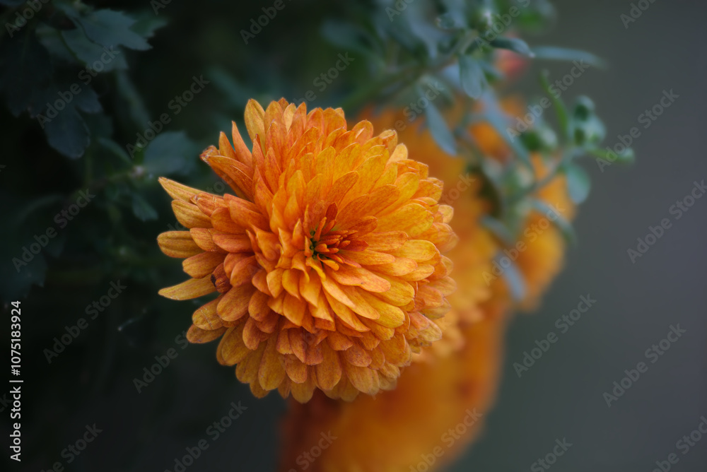 Orange Mum
