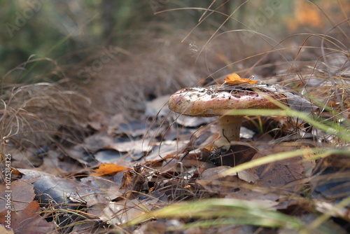 mushroom in the forest
