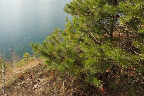 pine tree in the fog