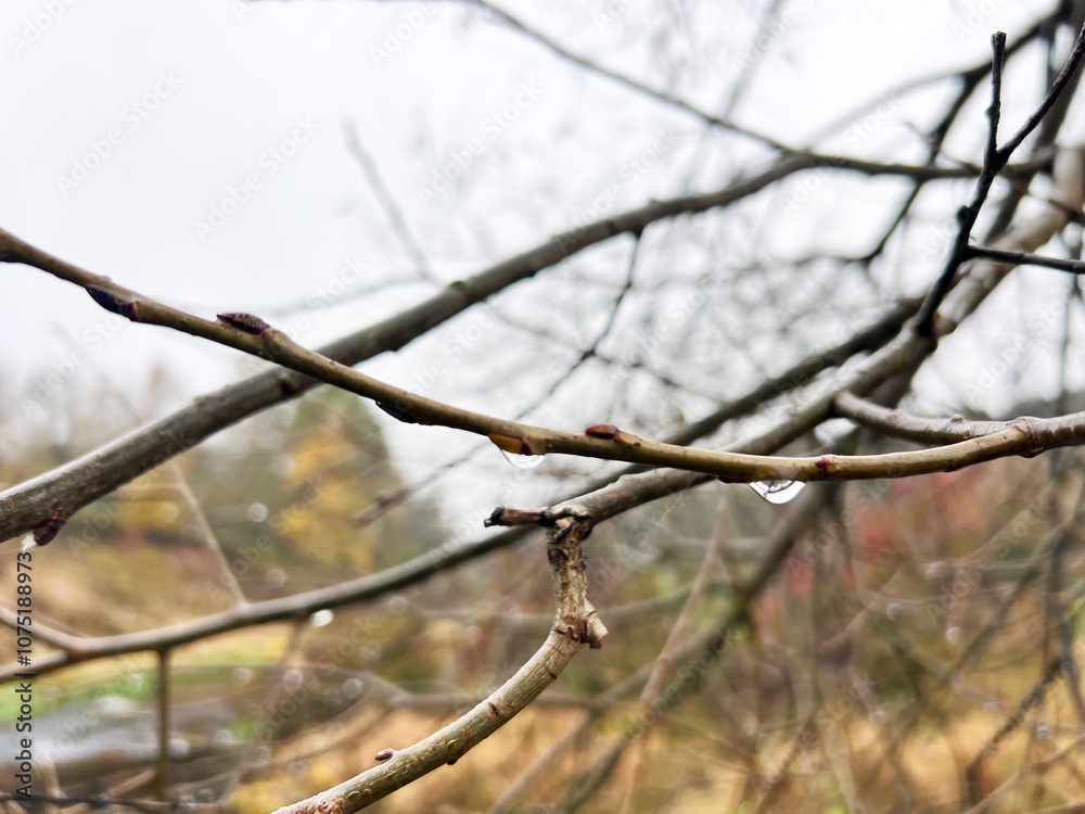 rain drops on a branch. shallow depth of field. white background rain drops on a branch. shallow depth of field. white background