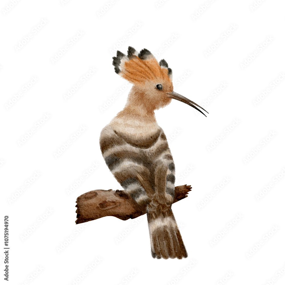 Naklejka premium Madagascar Hoopoe (7x13 cm) without background