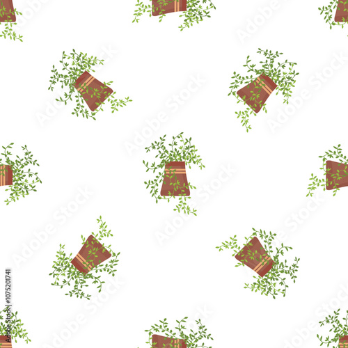 Seamless pattern of helxine soleirolii or baby's tears plant growing in pot on white background, houseplant vector illustration photo