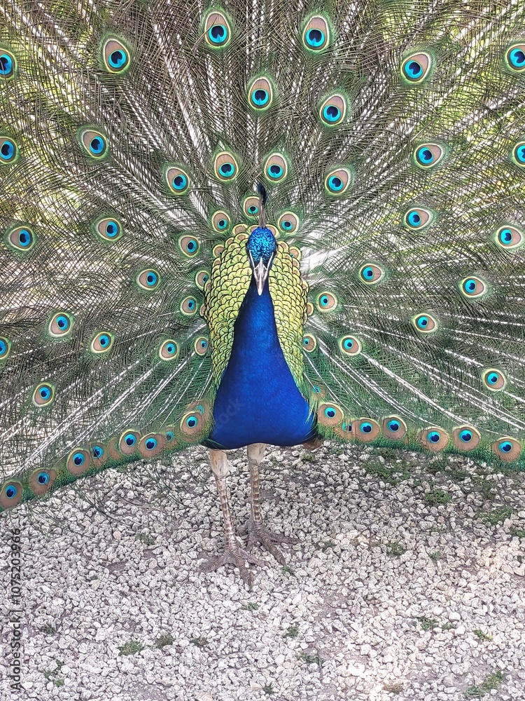 Obraz premium Close up of peacock with feathers out