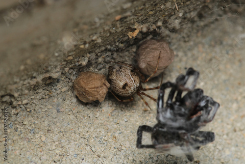 natural parasteatoda tepidariorum spider macro photo