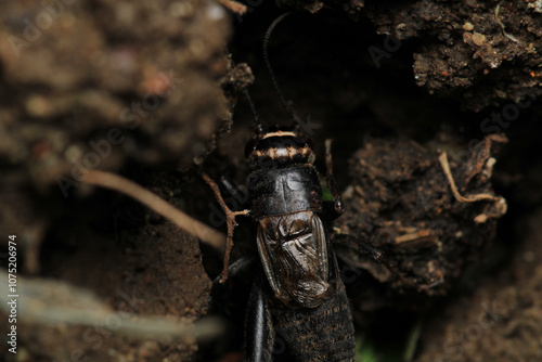 teleogryllus emma insect macro photo photo