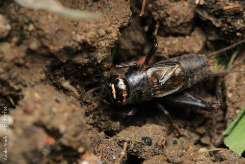 teleogryllus emma insect macro photo photo