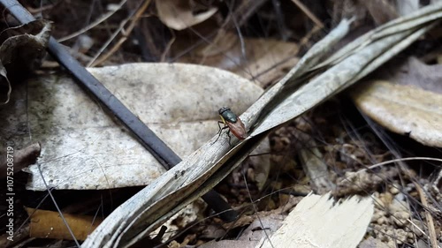 Aesthetic footage of Golden rhino fly on fallen brown leaves. 4K footage shot in the mountain.
Golden rhino fly, Stomorhina subapical, Tabanidae, Stomorhina. photo