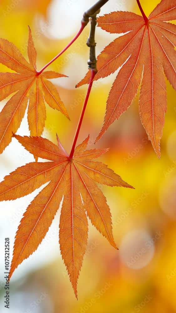 Three orange maple leaves hang from a branch against a blurry yellow background Three orange maple leaves hang from a branch against a blurry yellow background