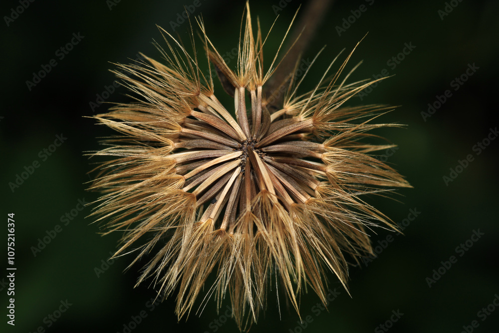 dandelion seeds are thrown in the wind dandelion seeds are thrown in the wind