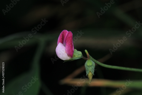 vicia sativa pink flower photo