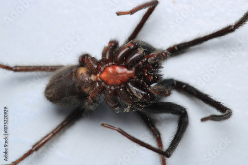 segestriidae black spider macro photo photo