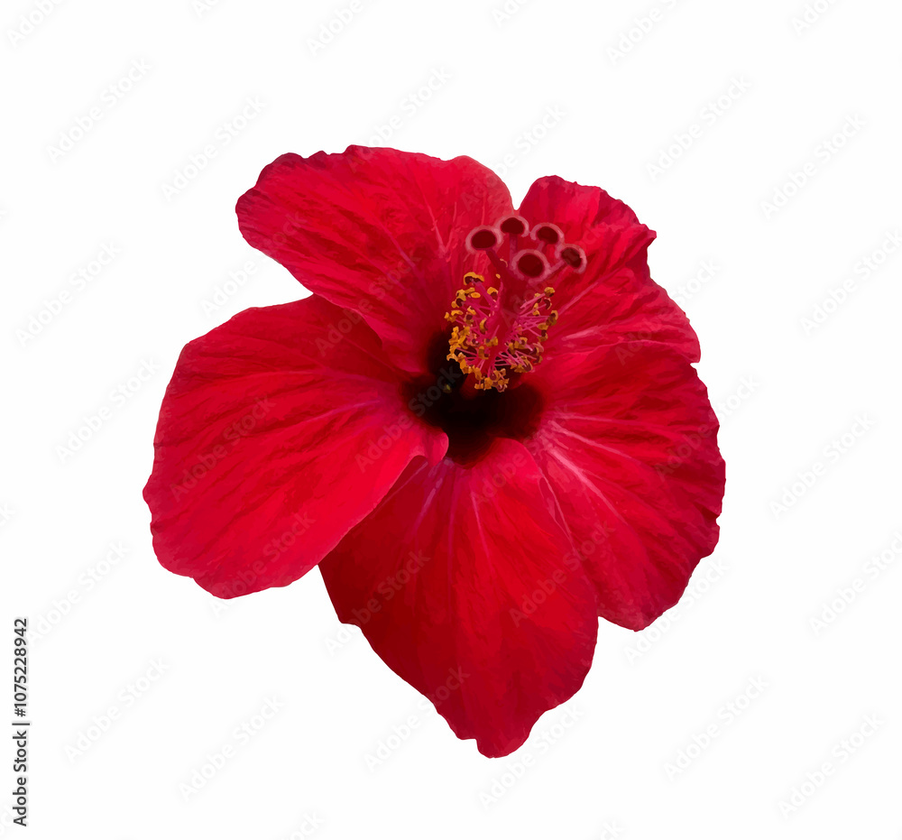 Hibiscus rosa-sinensis red flower isolated on white background. Japanese rose, Chinese, Hawaiian hibiscus, China rose, rose mallow, shoeblackplant, is a species of tropical hibiscus. Illustration. Hibiscus rosa-sinensis red flower isolated on white background. Japanese rose, Chinese, Hawaiian hibiscus, China rose, rose mallow, shoeblackplant, is a species of tropical hibiscus. Illustration.