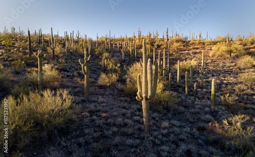 A Bouquet of Saguaro in Arizona's Wickenburg Mountains.