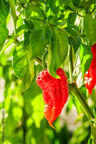 Bhut Jolokia, Fresh Ghost Pepper Chili, Red and Green Spicy Capsicum, Organic Hot Pepper photo