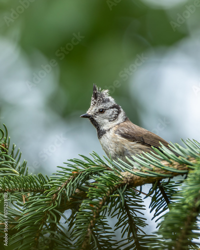 Czubatka europejska Lophophanes cristatus