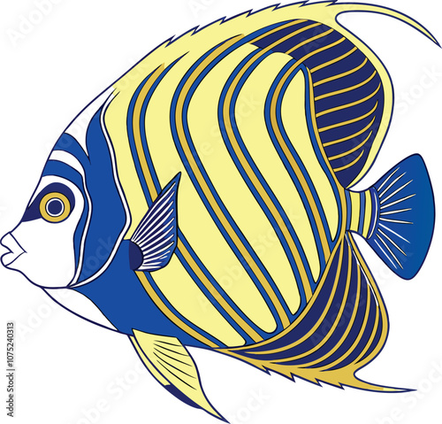 Vector Drawing of Emperor Angelfish from the Atlantic Ocean  