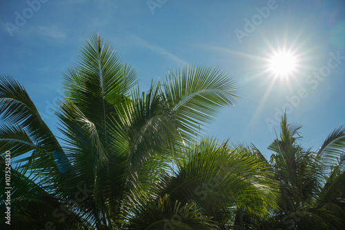 The sun is shining brightly on the leaves of a coconut tree