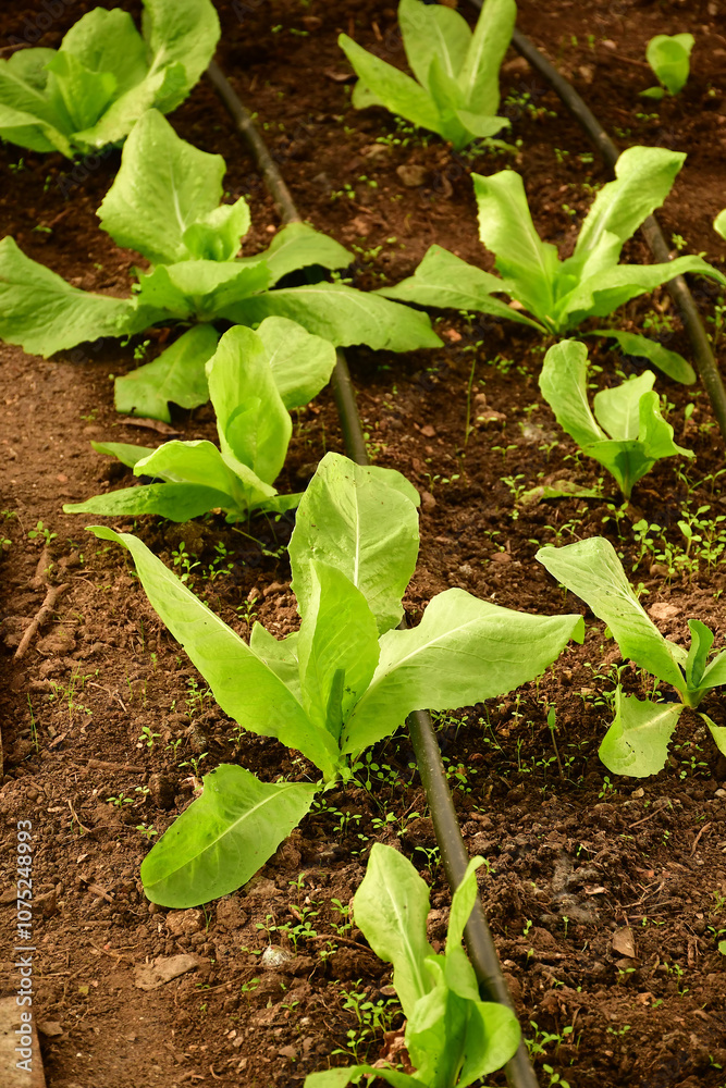 Obraz premium Sugar Loaf salad salad in a greenhouse with irrigation system