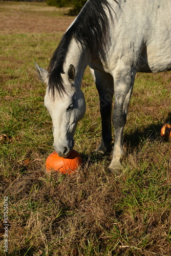 Gray horse with pumpkin