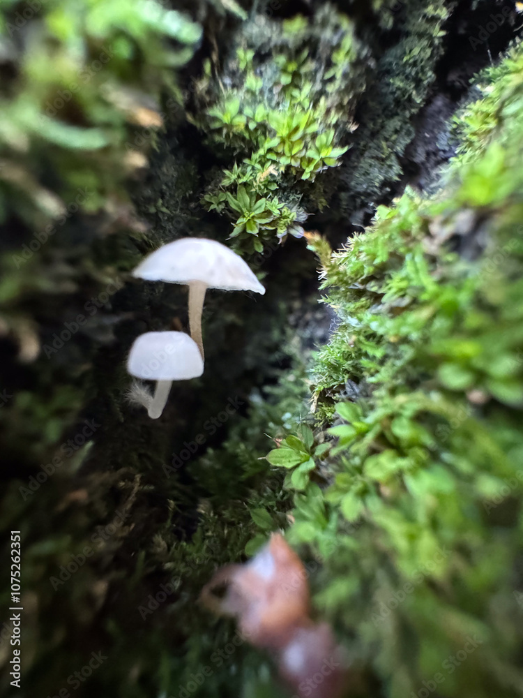 Macro shot of small mushrooms growing on a tree trunk. Macro shot of small mushrooms growing on a tree trunk.