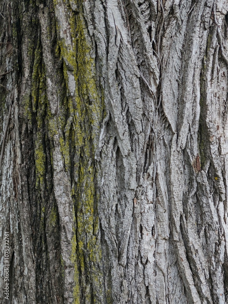Fototapeta premium Close Up Tree Bark
