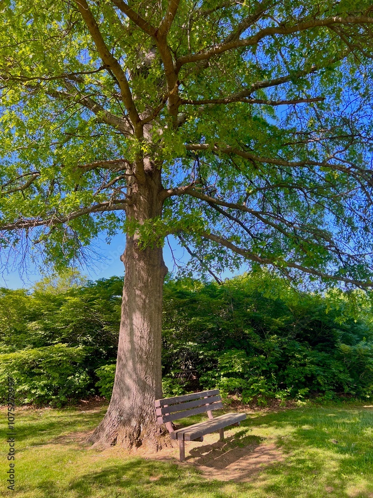 Obraz premium Trees In the Park