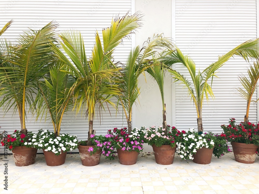 Fototapeta premium Palm trees in a line