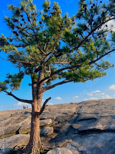 tree on the rocks