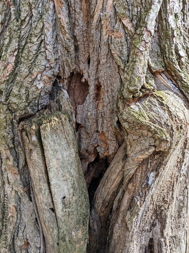 Close Up Tree Bark