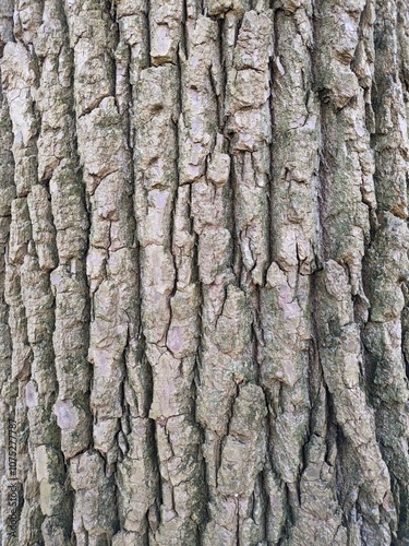 Close Up Tree Bark