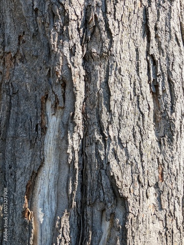 Close Up Tree Bark