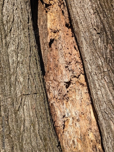 Close Up Tree Bark